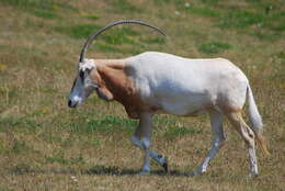 Image of Scimitar-horned Oryx