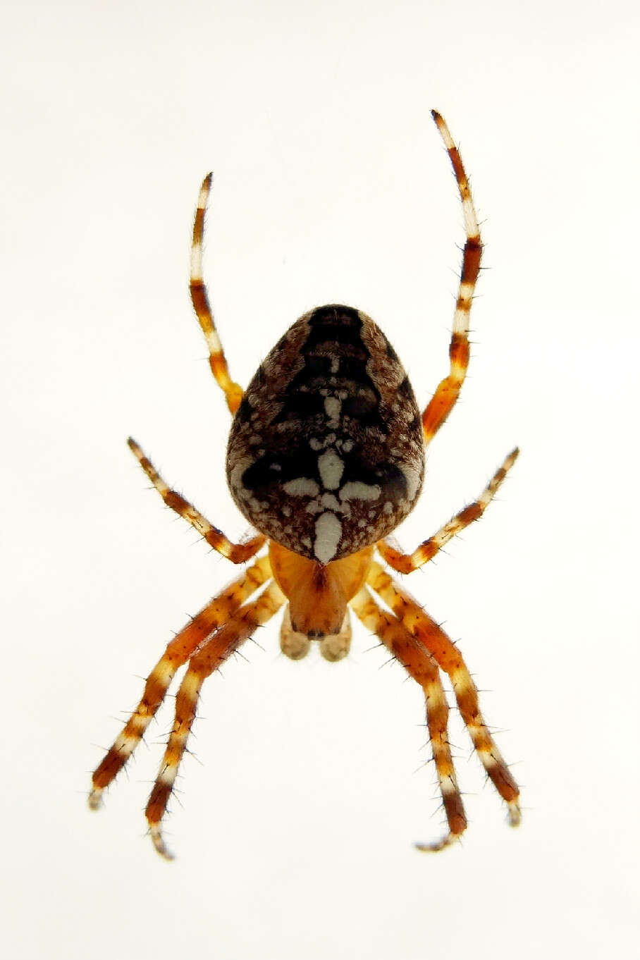 Image of Garden spider