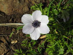 Imagem de Anemone coronaria L.