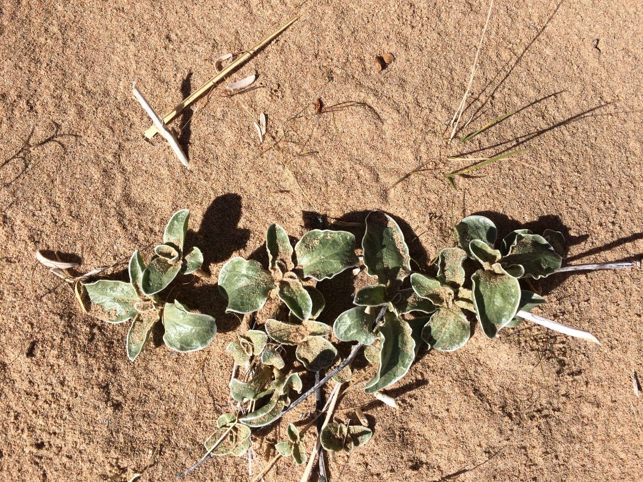 Image de Penstemon albomarginatus M. E. Jones