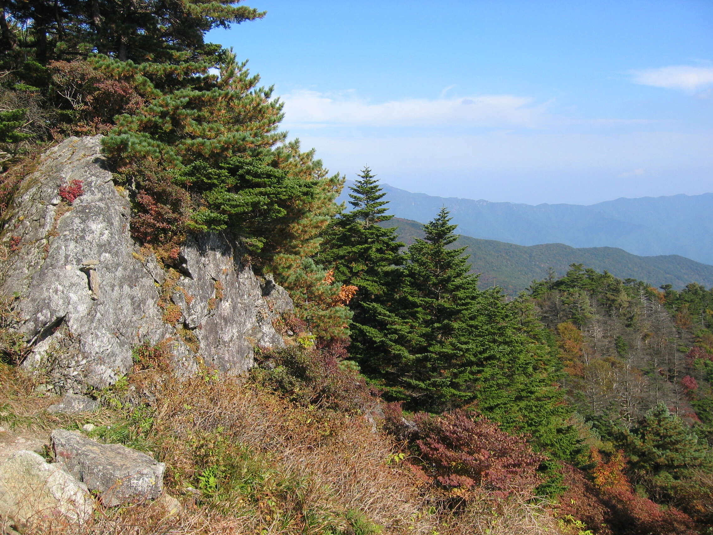 Image of Korean Fir