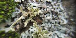 Imagem de Ramalina polymorpha (Lilj.) Ach.