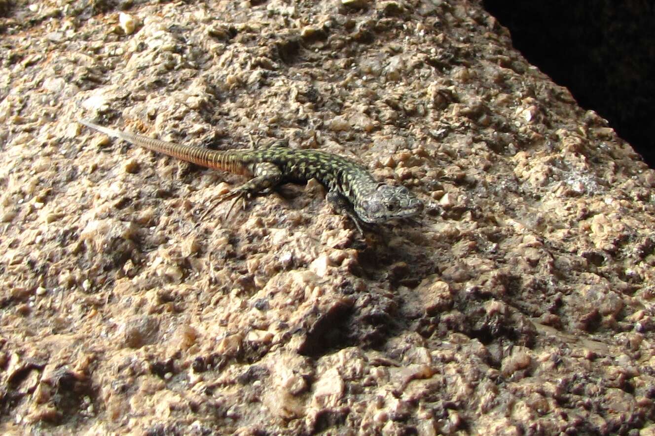 Image of Iberian Wall Lizard