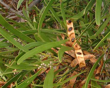 Слика од Acacia heterophylla (Lam.) Willd.