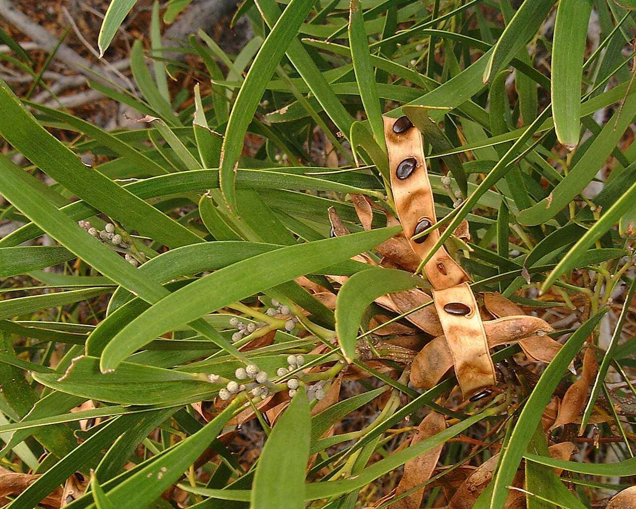 Слика од Acacia heterophylla (Lam.) Willd.