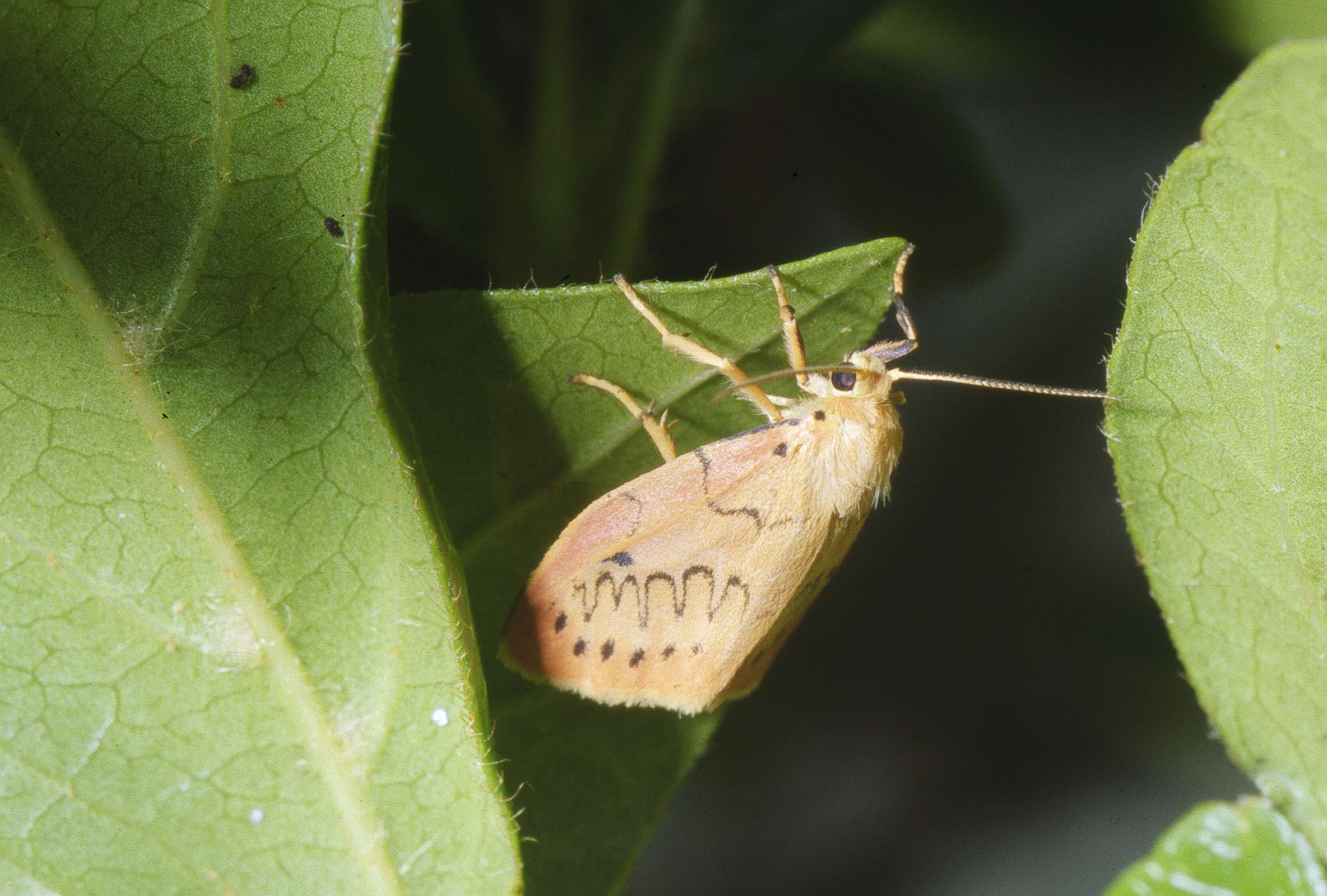 Image of rosy footman