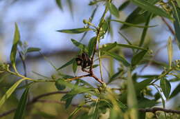 Image of Quillaja brasiliensis (A. St. Hilaire & Tulasne) C. Martius