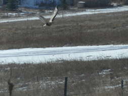 Image of Buteo lagopus sanctijohannis (Gmelin & JF 1788)