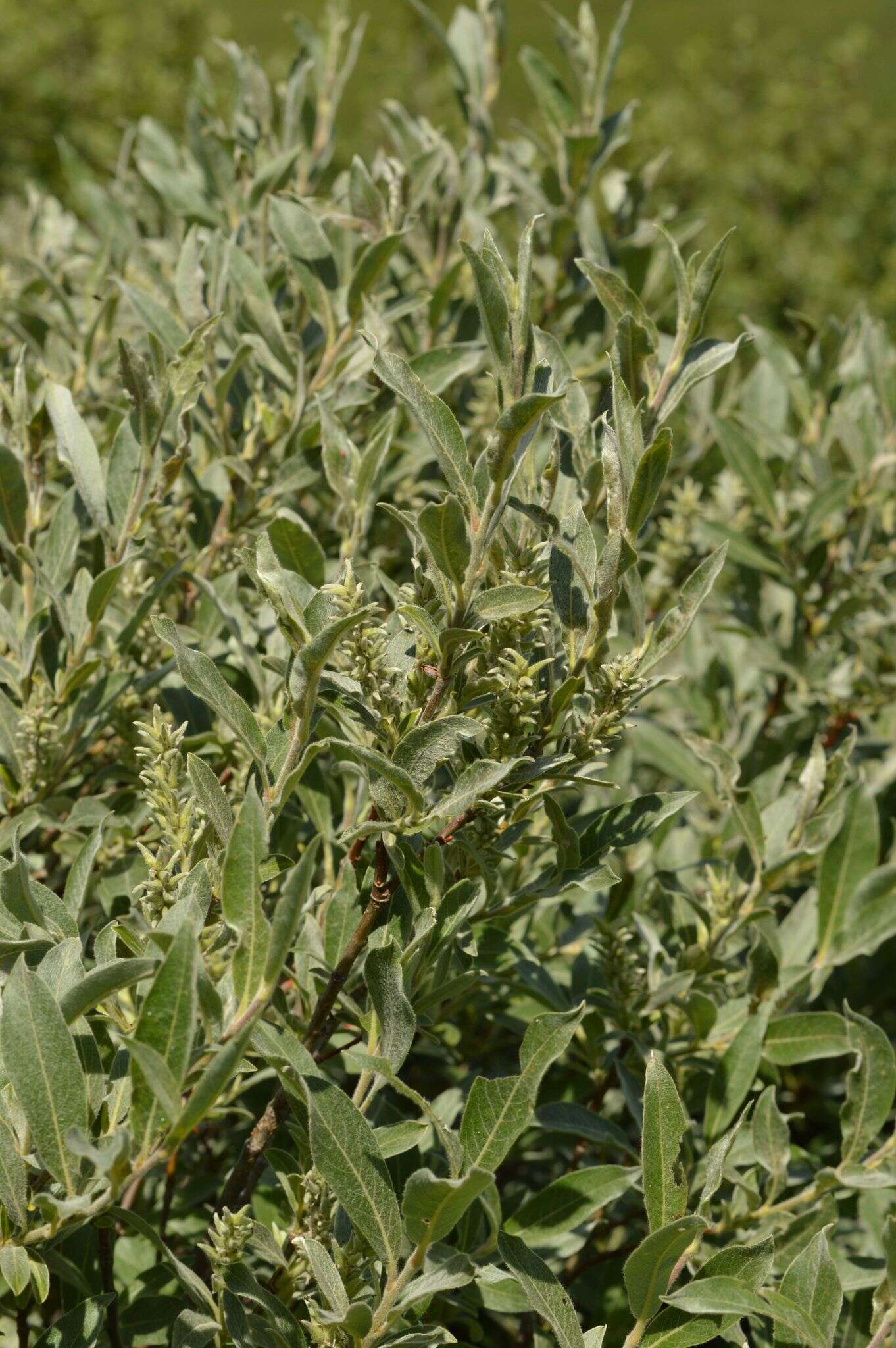 Image of Salix glauca var. villosa (Hook.) Anderss.