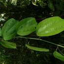 Image of Passiflora talamancensis Killip