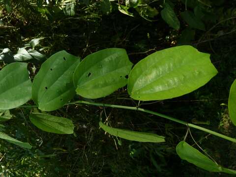 Passiflora talamancensis Killip的圖片