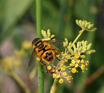 Image of Myathropa florea