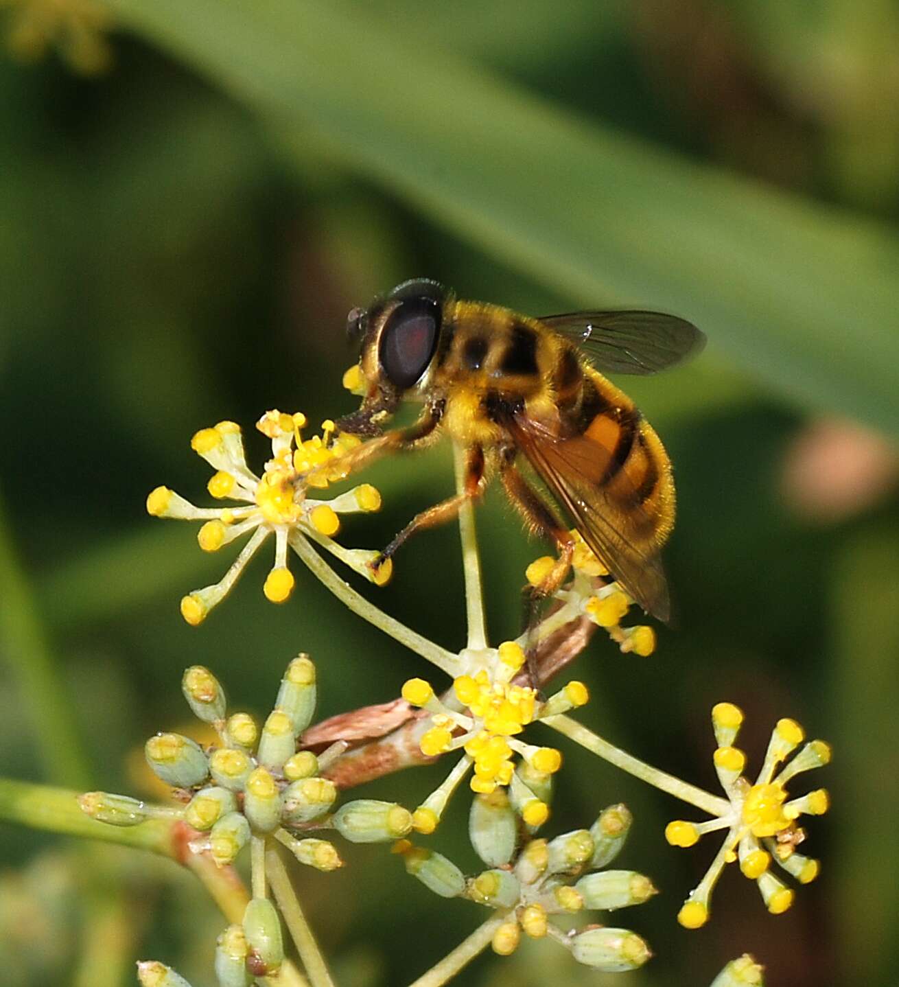 Image of Myathropa florea