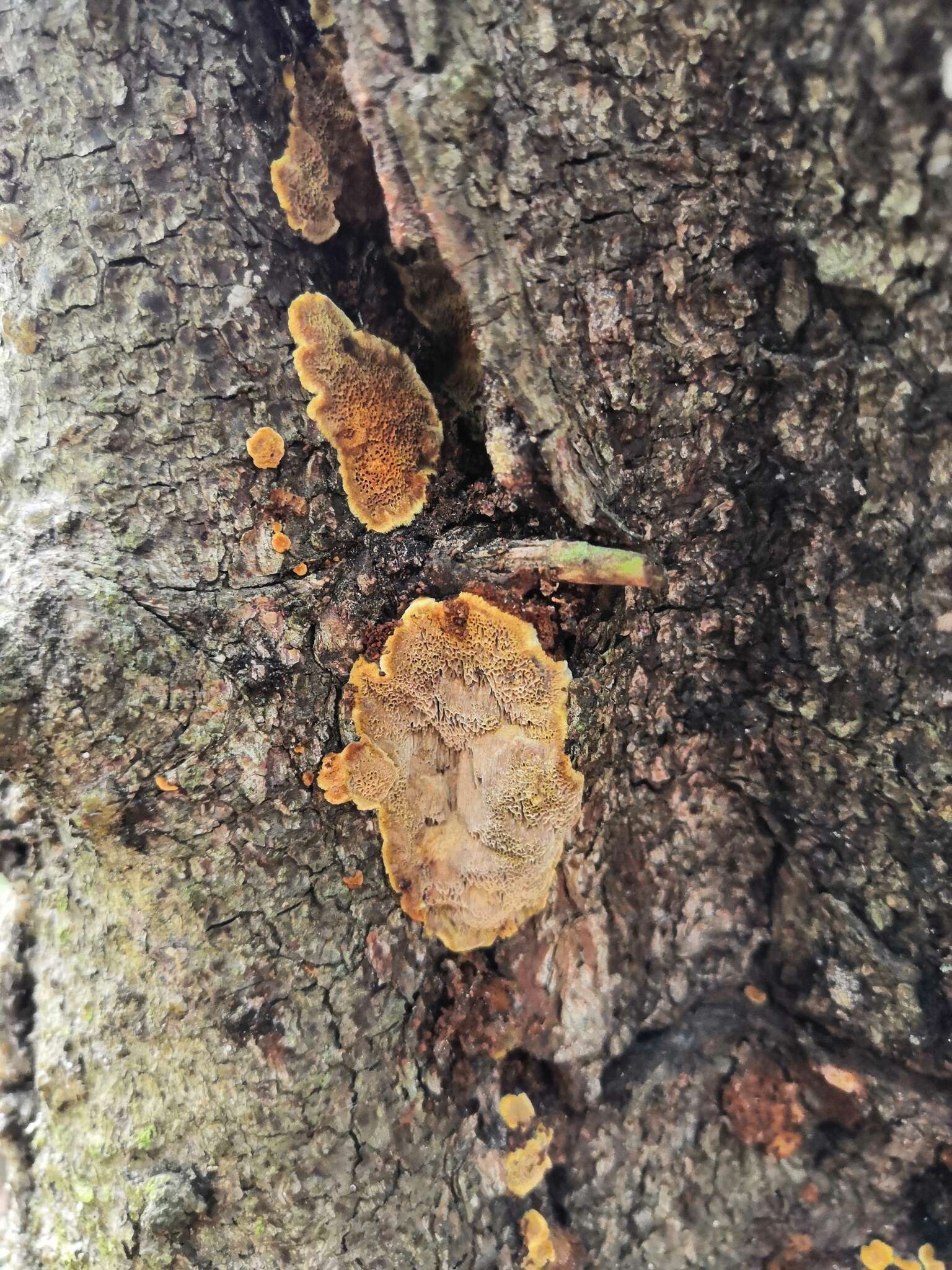 Image of Phellinus chrysoloma (Fr.) Donk 1971