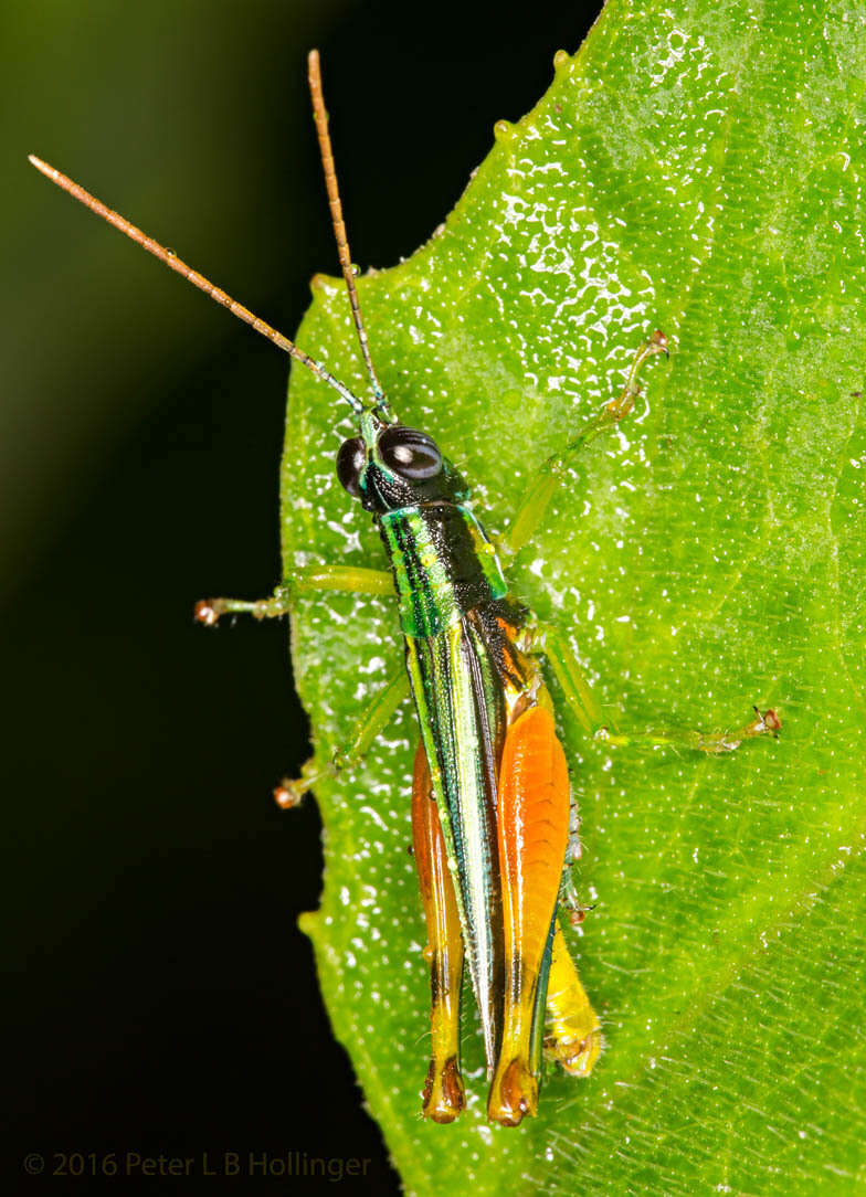 Image of Stenopola boliviana (Rehn & J. A. G. 1913)