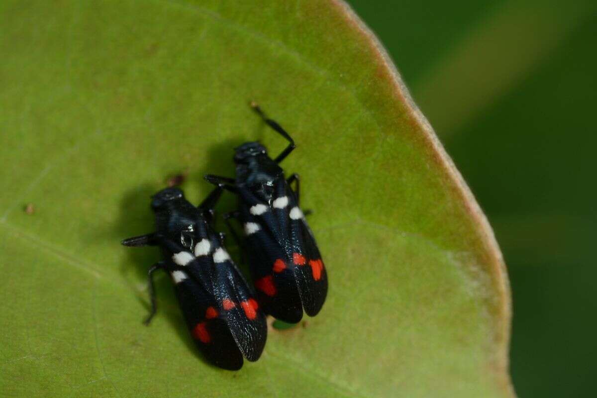 Image of Callitettix versicolor (Fabricius 1794)