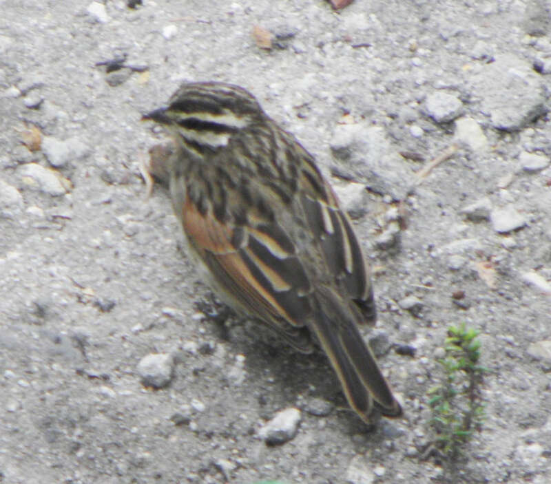 Image of Emberiza capensis capensis Linnaeus 1766