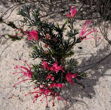 Image of Grevillea lavandulacea subsp. lavandulacea