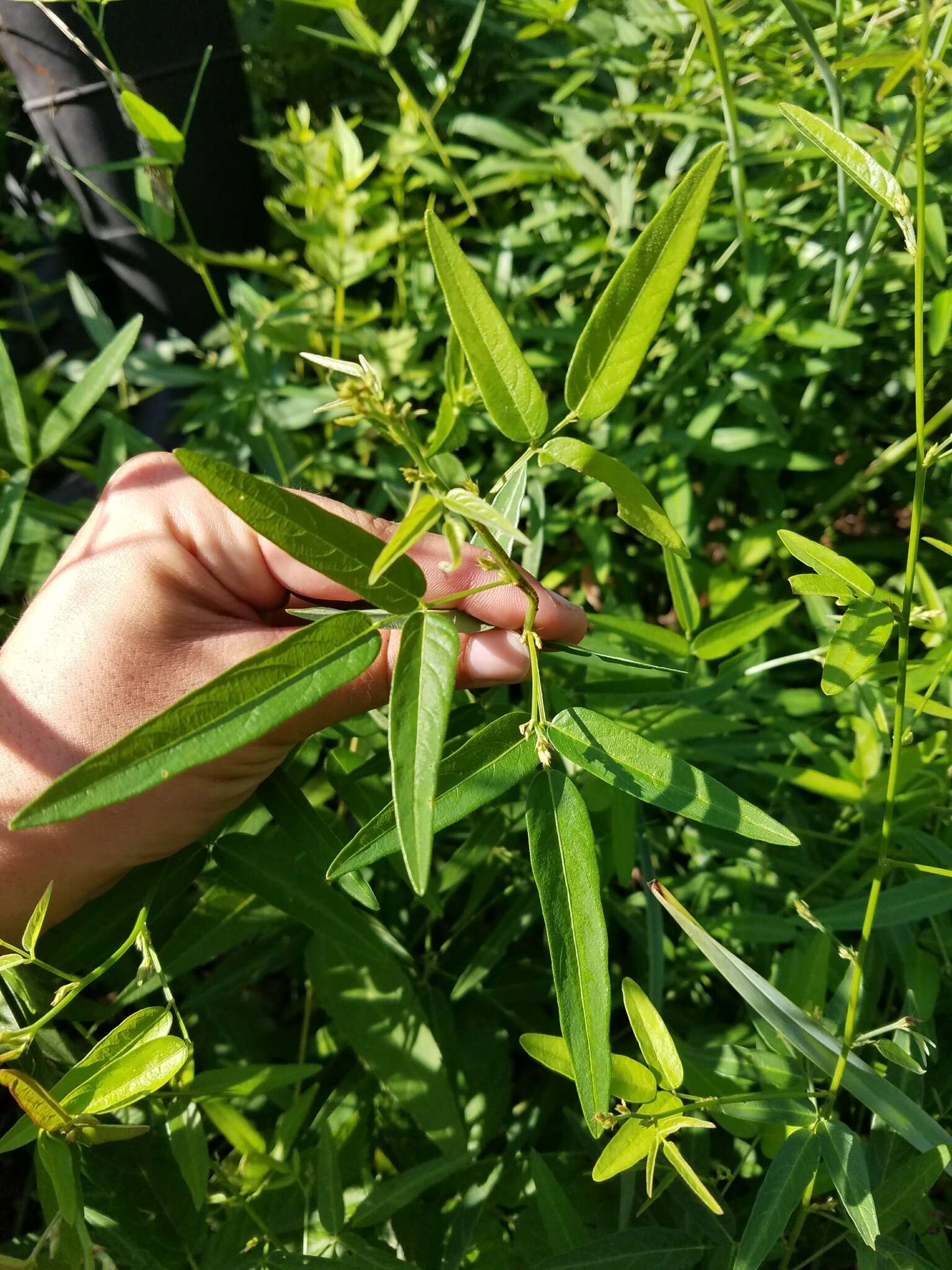 Imagem de Desmodium paniculatum (L.) DC.