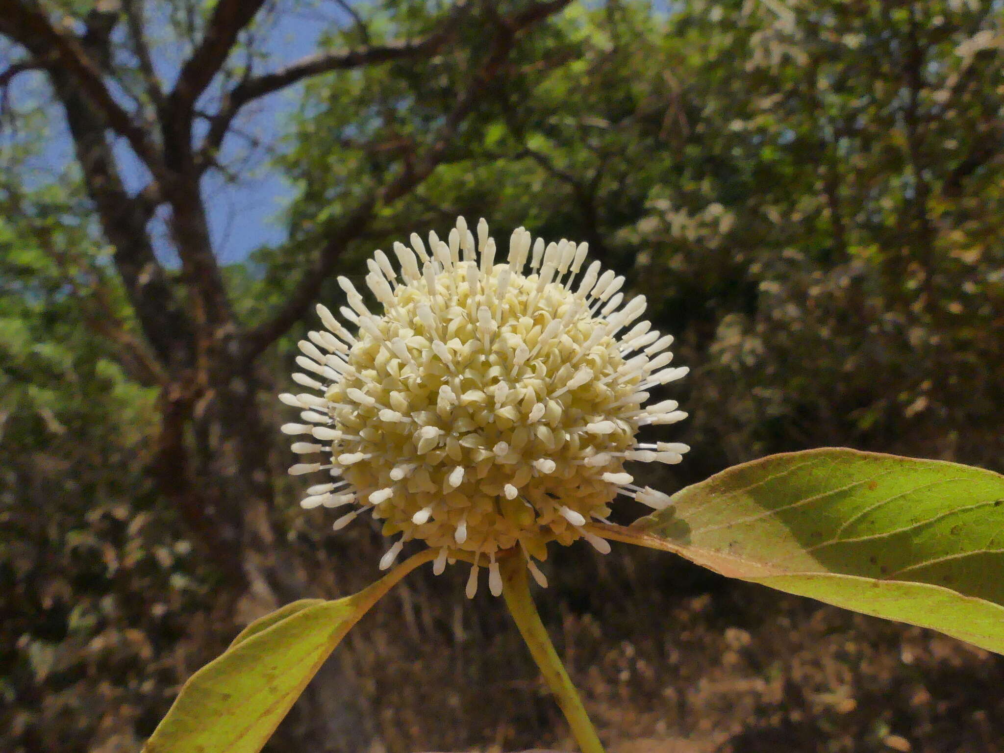 Image of Mitragyna parvifolia (Roxb.) Korth.