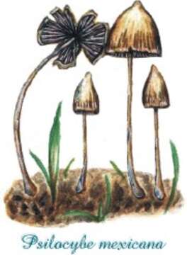 Image of Psilocybe mexicana R. Heim 1957