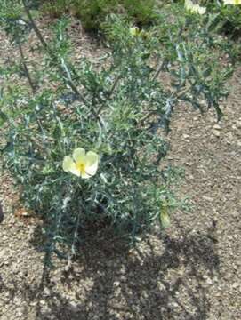 Argemone ochroleuca subsp. ochroleuca resmi