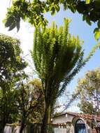 Image of common calabash tree