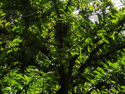 Image of common calabash tree