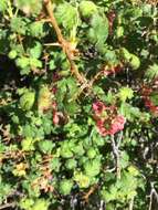 Image of gooseberry currant