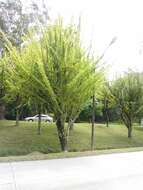 Image of common calabash tree