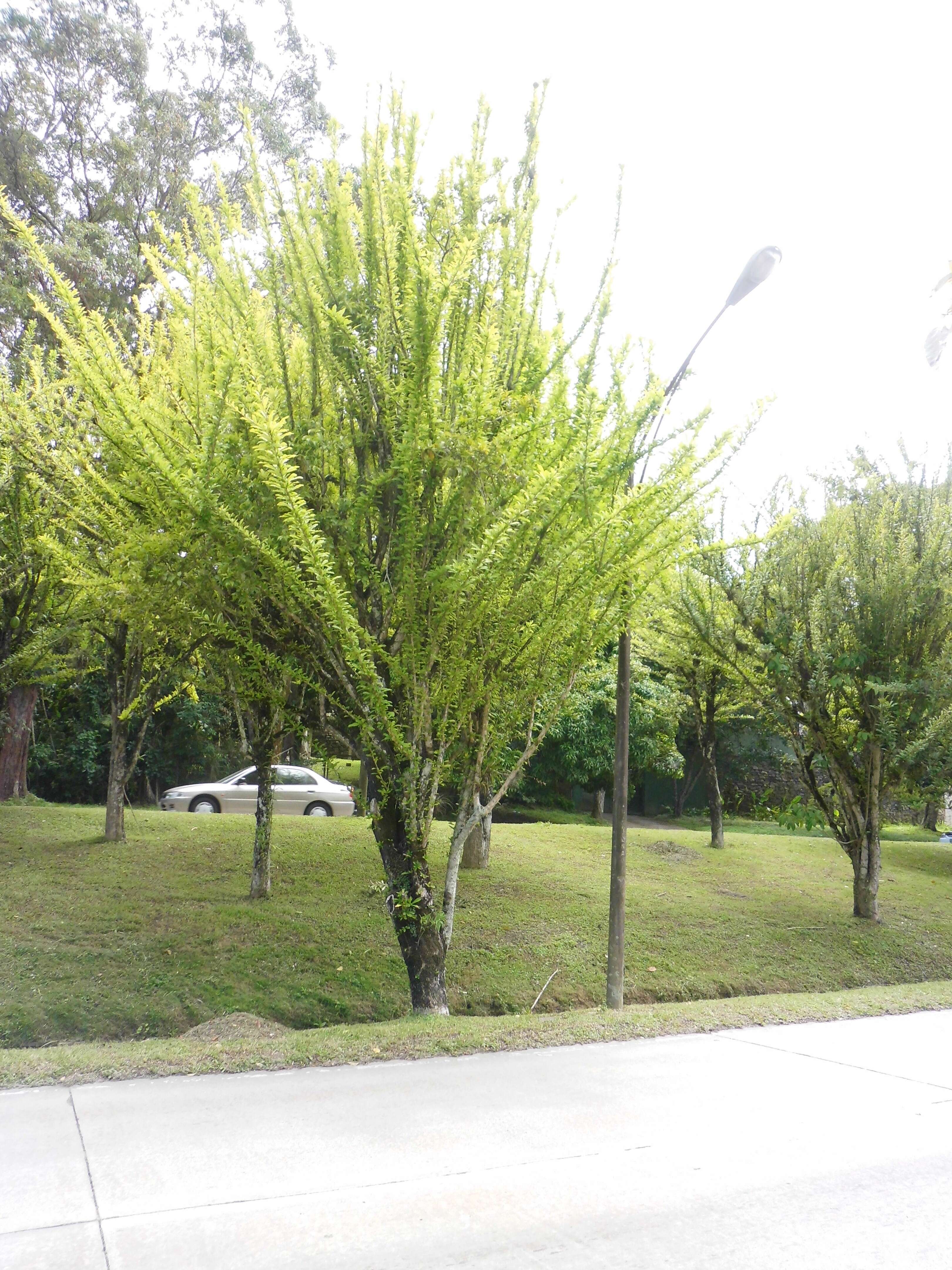 Image of common calabash tree