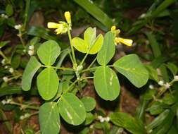 Imagem de Oxalis hedysarifolia Pohl ex Prog.