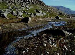 Image of common cottongrass