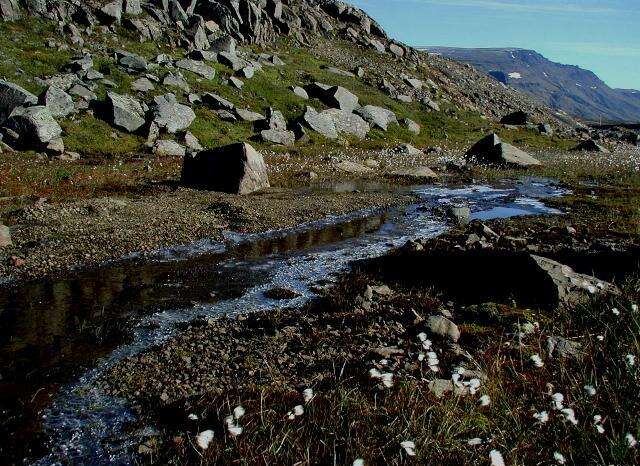 Image of common cottongrass