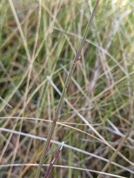 Image of Scale-Leaf False Foxglove