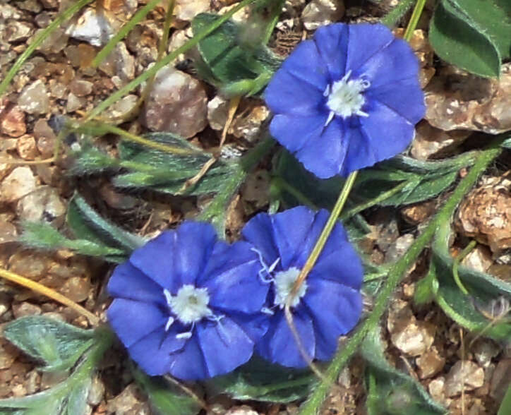 Image of slender dwarf morning-glory