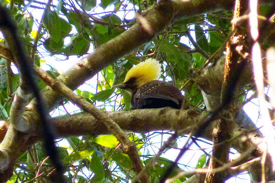 Image of Pale-crested Woodpecker