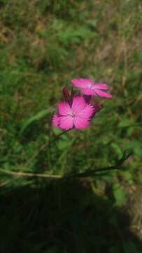 Image of carthusian pink