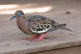 Imagem de Zenaida galapagoensis Gould 1841