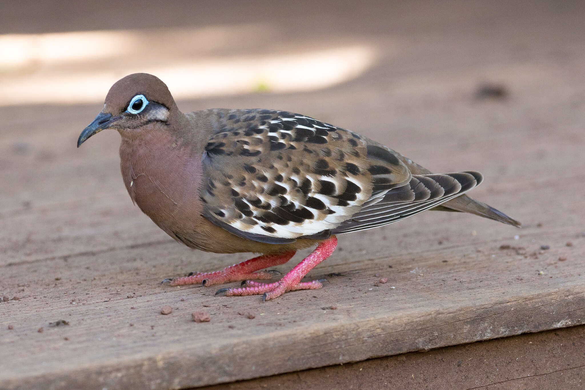 Image of Galapagos Dove