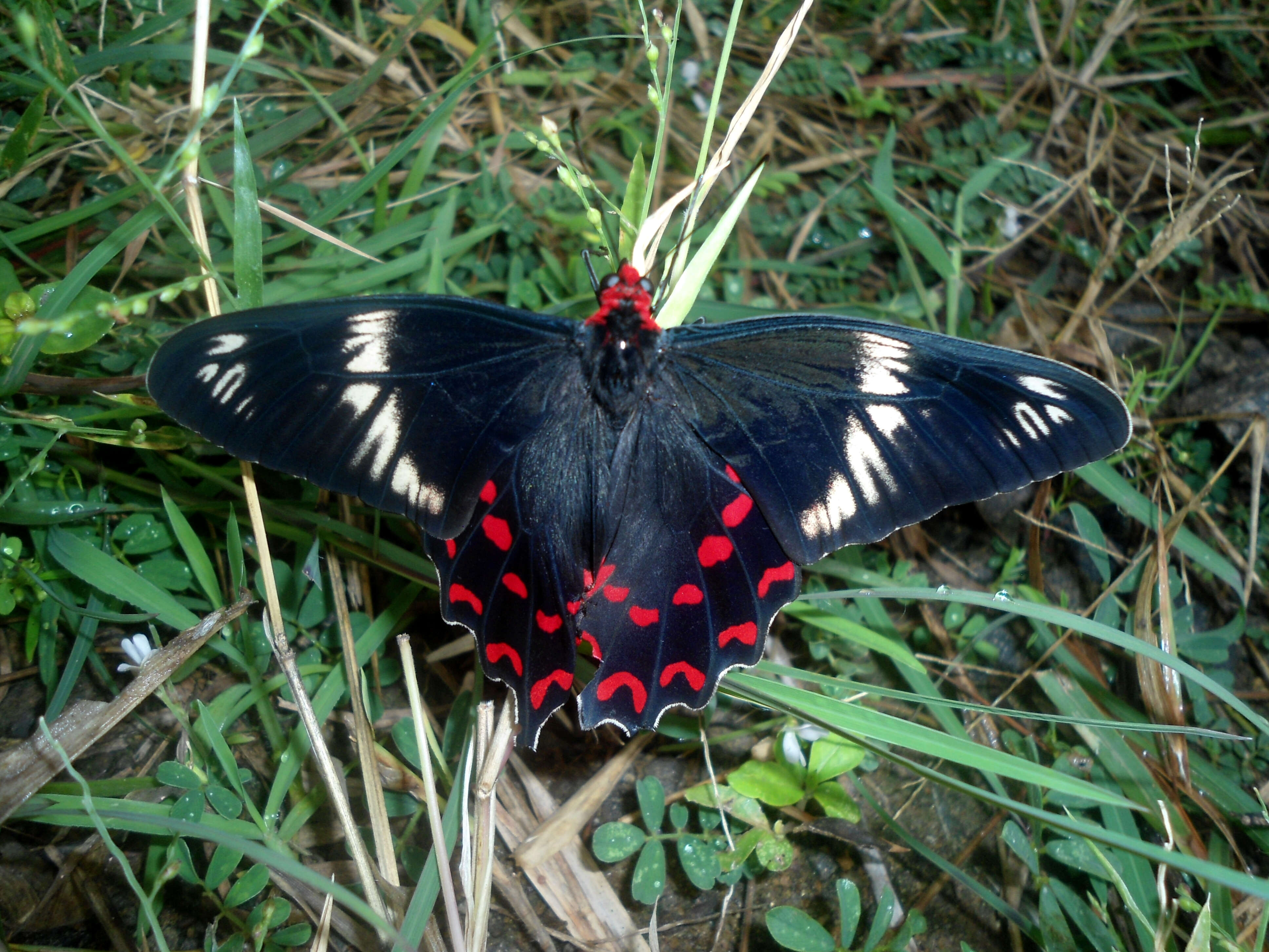 Image of Pachliopta hector (Linnaeus 1758)