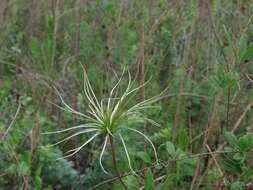 Image de Clematis reticulata Walt.