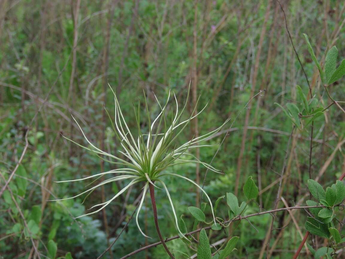 Imagem de Clematis reticulata Walt.