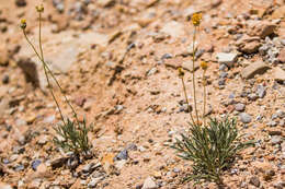 Image de Thelesperma subnudum A. Gray