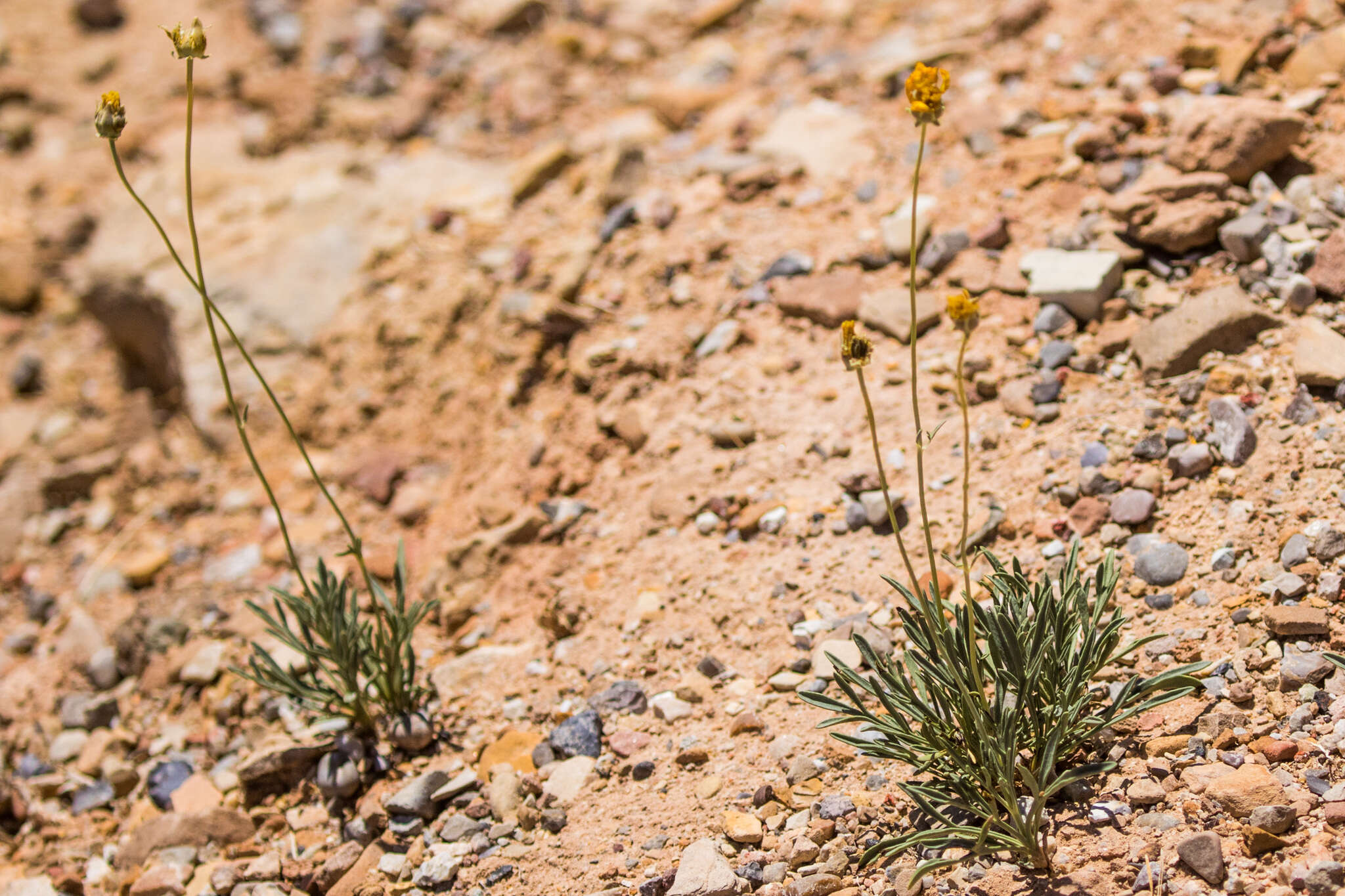 Image de Thelesperma subnudum A. Gray