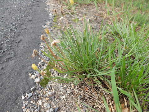 Image of Podospermum canum C. A. Mey.