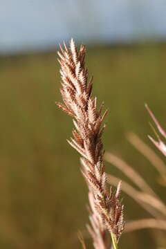 Image of Spiky love-grass