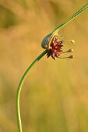 Image of field garlic