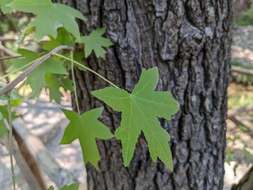 Image of Oriental Sweetgum