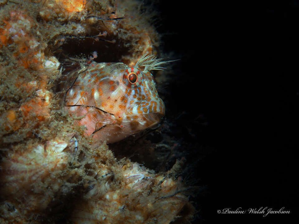 Image of Oyster blenny